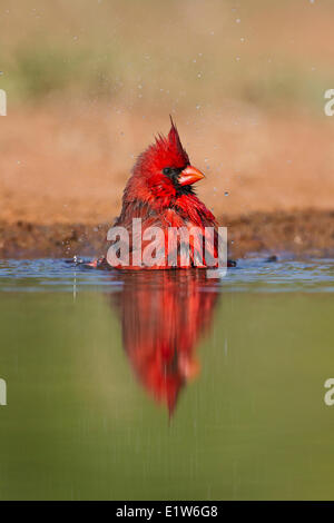 Nördlichen Kardinal (Cardinalis Cardinalis), Männlich, Baden, Laguna Seca Ranch in der Nähe von Edinburg, Süd-Texas. Stockfoto