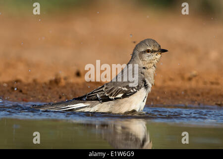 Nördliche Spottdrossel (Mimus Polyglottos), Baden, Santa Clara Ranch in der Nähe von Edinburg, Süd-Texas. Stockfoto