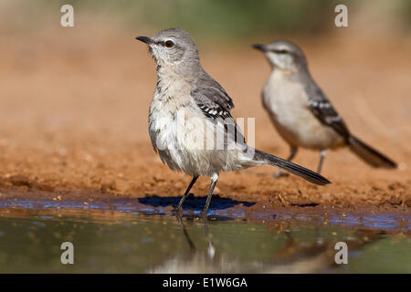 Nördliche Spottdrossel (Mimus Polyglottos), Erwachsene, Teich, Wasser, Santa Clara Ranch in der Nähe von Edinburg, Süden von Texas zu trinken. Stockfoto