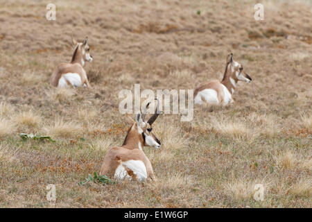 Gabelbock (Antilocapra Americana), Bock (Vordergrund) und nicht ruhen, Custer State Park in South Dakota. Stockfoto