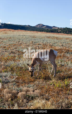 Gabelbock (Antilocapra Americana), Doe Weiden, Custer State Park in South Dakota. Stockfoto