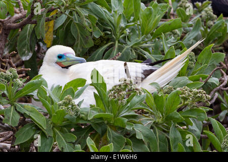 Red-footed Sprengfallen (Sula Sula Rubripes) am Nest Eastern Island Midway Atoll National Wildlife Refuge Northwest Hawaii-Inseln. Stockfoto