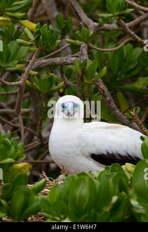 Red-footed Sprengfallen (Sula Sula Rubripes) am Nest in Naupaka Kauhakai (Scaevola Sericea) östlichen Insel Midway Atoll National Stockfoto