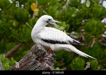 Red-footed Sprengfallen (Sula Sula Rubripes), Osterinsel, Midway Atoll National Wildlife Refuge, nordwestlichen Hawaii-Inseln. Stockfoto