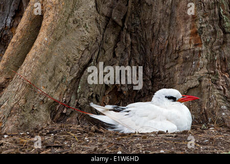 Red-tailed Tropicbird (Phaethon Rubricauda Rothschildi) am Nest Sand Insel Midway Atoll National Wildlife Refuge Nordwest Stockfoto