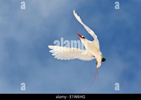 Red-tailed Tropicbird (Phaethon Rubricauda Rothschildi) in Balz Flug Sand Island Midway Atoll National Wildlife Refuge Stockfoto