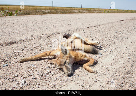 Straße getötet swift Fox Kit (Vulpes Velox) in der Nähe von einem Colorado. Fahrzeuge sind eine wichtige Quelle Mortalität für schnelle Füchse. Diese Art Stockfoto