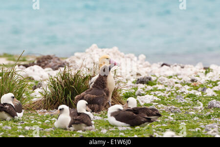 Kurzschwanz-Albatros (Phoebastria Albatrus) Küken betteln männlich für Lebensmittel östlichen Insel Midway Atoll National Wildlife Refuge Stockfoto