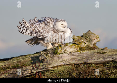 Schnee-Eule (Nyctea Scandiaca), kräuseln Federn, Boundary Bay, British Columbia. Stockfoto