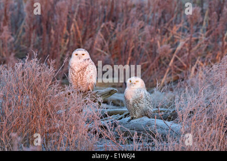 Schnee-Eule (Bubo Scandiacus), an der ersten Ampel, mit Raureif, Boundary Bay, British Columbia. Stockfoto
