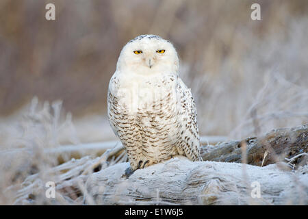 Schnee-Eule (Bubo Scandiacus) und Raureif, Boundary Bay, British Columbia. Stockfoto