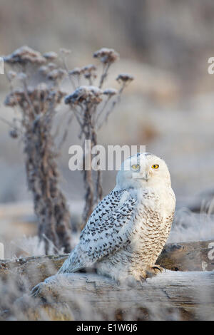 Schnee-Eule (Bubo Scandiacus) und Raureif, Boundary Bay, British Columbia. Stockfoto