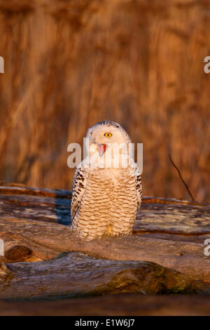 Schnee-Eule (Nyctea Scandiaca), Gähnen, Boundary Bay, British Columbia. Stockfoto