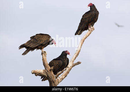 Tturkey Geier (Cathartes Aura), Martin Refugium, in der Nähe von Edinburg, Süd-Texas. Stockfoto