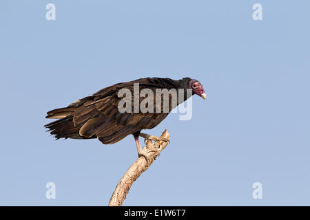 Türkei-Geier (Cathartes Aura), Martin Refugium, in der Nähe von Edinburg, Süd-Texas. Stockfoto