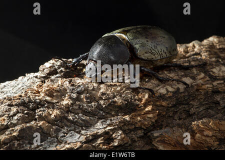 Western-Hercules Käfer (Dynastes Granti), Weiblich, aus Carr Canyon, Arizona. (Captive) Stockfoto