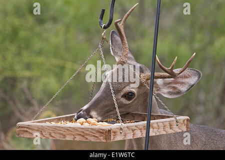 Junge Seeadler Buck (Odocoileus Virginianus), Essen von Vogelhäuschen, Martin Refugium, in der Nähe von Edinburg, Süd-Texas. Stockfoto