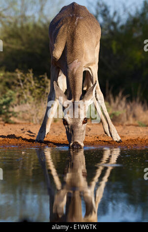 Weiß - angebundene Rotwild (Odocoileus Virginianus), Doe, Teich, Wasser, Santa Clara Ranch in der Nähe von Edinburg, Süden von Texas zu trinken. Stockfoto