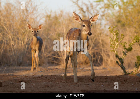 Weiß - angebundene Rotwild (Odocoileus Virginianus), Kitze, Santa Clara Ranch in der Nähe von Edinburg, Süd-Texas. Stockfoto