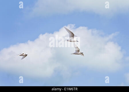 Weiße Seeschwalbe (Gygis Alba Rothschildi) während des Fluges Eastern Island Midway Atoll National Wildlife Refuge Northwest Hawaii-Inseln. Stockfoto