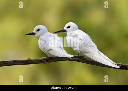 Weiße Seeschwalbe (Gygis Alba Rothschildi), paar, Sand Island, Midway Atoll National Wildlife Refuge, nordwestlichen Hawaii-Inseln. Stockfoto