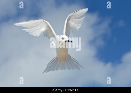 Weiße Seeschwalbe (Gygis Alba Rothschildi), schwebt, Sand Island, Midway Atoll National Wildlife Refuge, nordwestlichen Hawaii-Inseln. Stockfoto