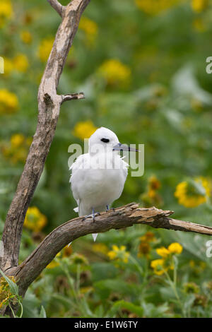 Weiße Seeschwalbe (Gygis Alba Rothschildi) Eastern Island Midway Atoll National Wildlife Refuge Northwest Hawaii-Inseln. Die gelbe Stockfoto