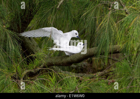 Tern (Gygis Alba Rothschildi) Sandinsel paar Paarung in Ironwood (Casuarina Equisetifolia) Midway Atoll National weiß Stockfoto