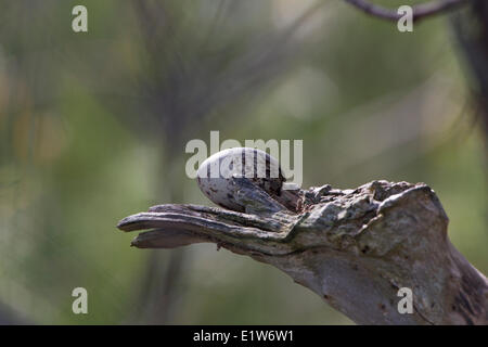 Weiße Seeschwalbe (Gygis Alba Rothschildi), Ei, Sand Island, Midway Atoll National Wildlife Refuge, nordwestlichen Hawaii-Inseln. Stockfoto