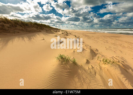 Sanddüne, blühenden Point Beach, Prince Edward Island National Park, Kanada Stockfoto