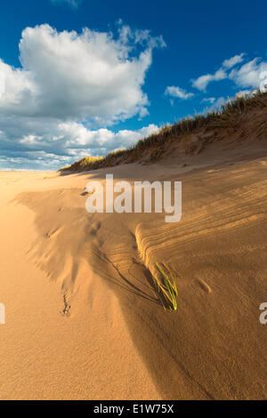 Sanddüne, blühenden Point Beach, Prince Edward Island National Park, Kanada Stockfoto