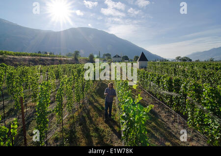 Winzer Proben die Trauben im Weinberg Eau Vivre Weingut in Keremeos im Similkameen Region British Columbia Kanada Stockfoto