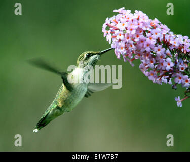 Weibliche Rubin-throated Kolibri, Archilochos Colubris, Fütterung auf Wolfsmilch Stockfoto