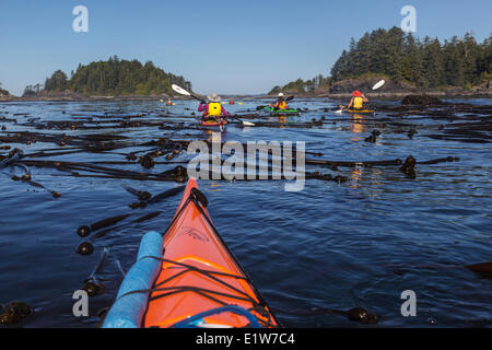 Eine Gruppe von Kanuten paddeln Sie durch Bull Kelp (Nereocystis Luetkeana) Betten Bartlett Insel im Clayoquot Sound erkunden können, Stockfoto