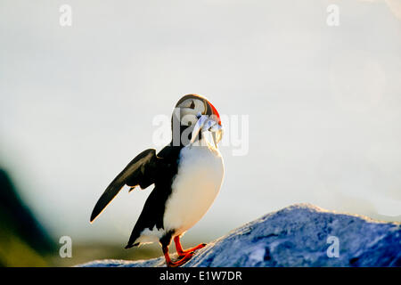 Papageitaucher (Fratercula Arctica), Hering in Schnabel Stockfoto