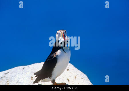 Papageitaucher (Fratercula Arctica) mit Lodde im Schnabel Stockfoto