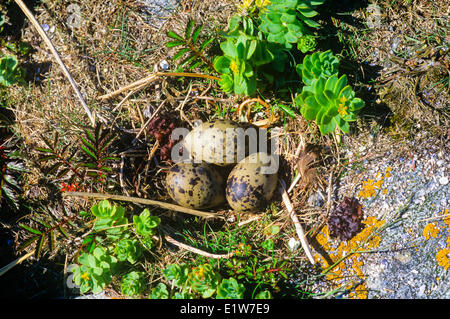 Küstenseeschwalbe (Sterna Paradisaea) Eiern, Anticosti Island Provincial Park, St.-Lorenz-Golf, Quebec, Kanada Stockfoto