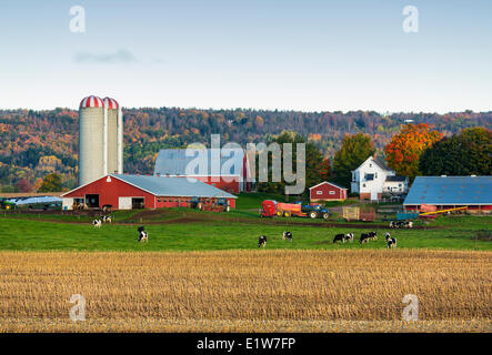 Milchviehbetrieb, Brooklyn, Nova Scotia, Kanada Stockfoto