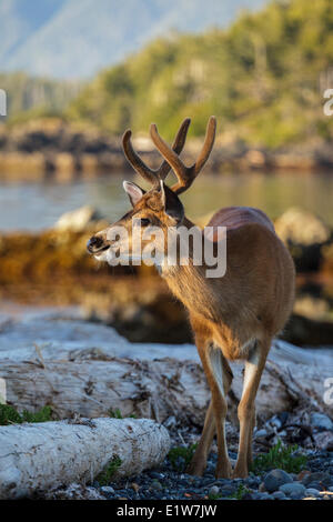 Die untergehende Sonne erhellt ein einsamer Buck schwarz Tailed Deer (Odocoileus Hemionus Columbianus) Fütterung auf einer Insel im Nuchatlitz Stockfoto