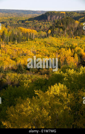 Aspen, Birke, Kiefer und Fichte Bäume im Herbst. Nord-Ontario, Kanada. Stockfoto