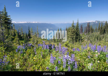 Blick Lake Revelstoke Mount Revelstoke arktischen Lupine (Lupinus Arcticus), reicht der Columbia Mountains im Hintergrund Mount Stockfoto