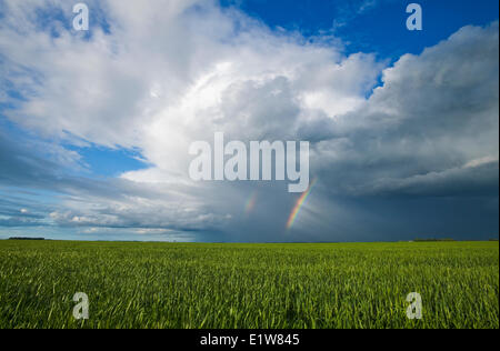 Frühe Wachstum Gerstenfeld und Himmel mit Regenbogen und Cumulonimbus Wolke Masse in der Nähe von Dugald, Manitoba, Kanada Stockfoto