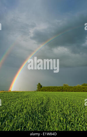 Himmel mit Regenbogen und frühen Wachstum Getreidefeld in der Nähe von Anola, Manitoba, Kanada Stockfoto