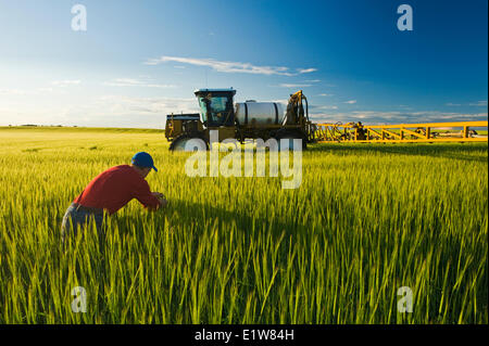 Landwirt untersucht Gerste neben ein hoher Bodenfreiheit-Sprühgerät, das Fungizid, in der Nähe von Holland, Manitoba, Kanada bewarb Stockfoto