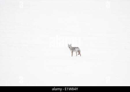 Coyote, Canis Latrans, über schneebedecktes Feld Stockfoto