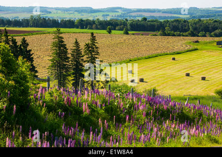 Lupinen, Burlington, Prince Edward Island, Canada Stockfoto