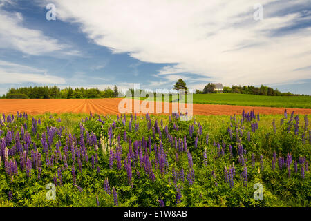 Lupinen, Tryon, Prince Edward Island, Canada Stockfoto