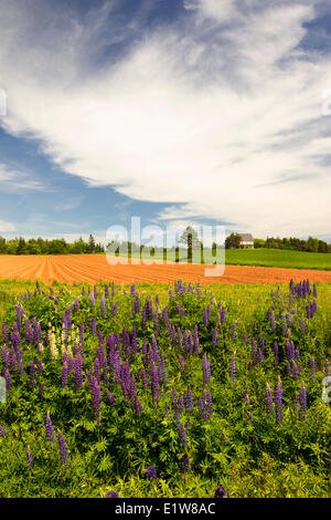 Lupinen, Tryon, Prince Edward Island, Canada Stockfoto