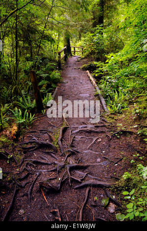 Regenwald und Trail Szenen in Capilano River Regional Park, North Vancouver, British Columbia, Kanada Stockfoto