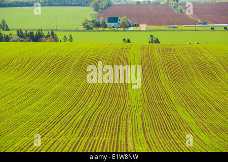 Korn Feld und Farm Haus, Newtown überqueren, Prince Edward Island, Canada Stockfoto